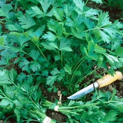 Петрушка листовая Титан Петрушка листовая Титан фото