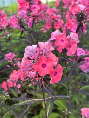 Флокс Свит Дримс фото