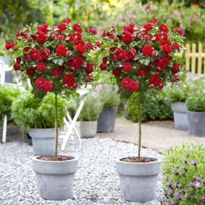 Роза штамбовая Сатчмо - Dolina-Sad.Ru