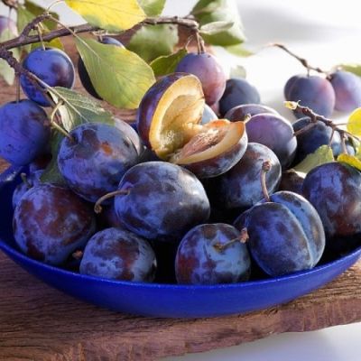 Слива Блюфри Слива Блюфри - Dolina-Sad.Ru