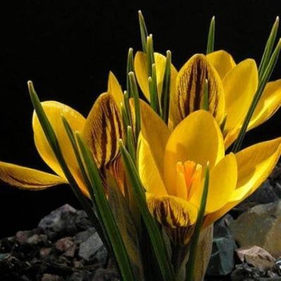 Крокус Гипси Герл Крокус Гипси Герл фото