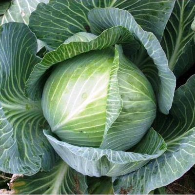 Капуста Белокочанная Марабу F1 (Clause/Франция) Капуста Белокочанная Марабу F1 (Clause/Франция) фото