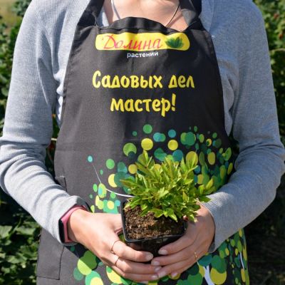 Астильба гибридная Изи Лисенинг Астильба гибридная Изи Лисенинг - Dolina-Sad.Ru