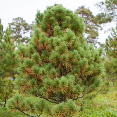 Сосна сибирская (сибирский кедр) Сосна сибирская (сибирский кедр) фото