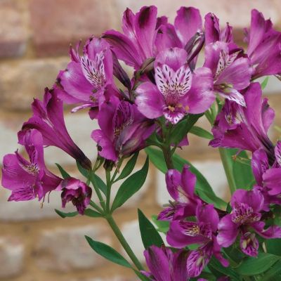 Альстромерия Юпитер - Dolina-Sad.Ru