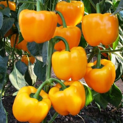 Перец Золотой Дождь Перец Золотой Дождь фото