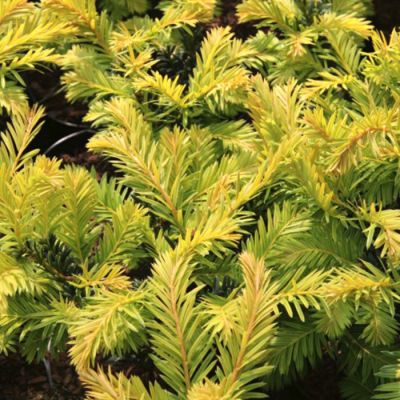 Тис ягодный Купер Голд Тис ягодный Купер Голд - Dolina-Sad.Ru