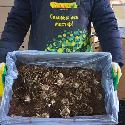 Лилия Ред Каунти Лилия Ред Каунти фото