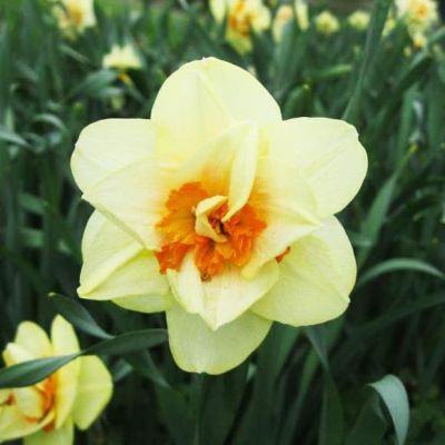 Нарцисс Дабл Фэшн Нарцисс Дабл Фэшн фото