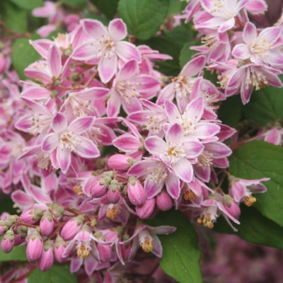 Дейция гибридная Турбиллон Руж Дейция гибридная Турбиллон Руж фото