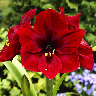 Амариллис Арабиан Найт Амариллис Арабиан Найт фото