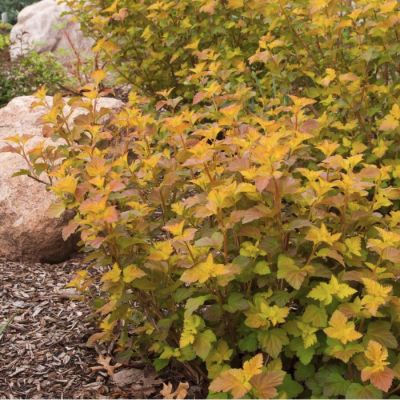 Пузыреплодник калинолистный Эмбер Джубили Пузыреплодник калинолистный Эмбер Джубили - Dolina-Sad.Ru