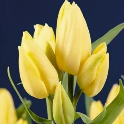 Тюльпан Ханс Дитрих Геншер Тюльпан Ханс Дитрих Геншер фото