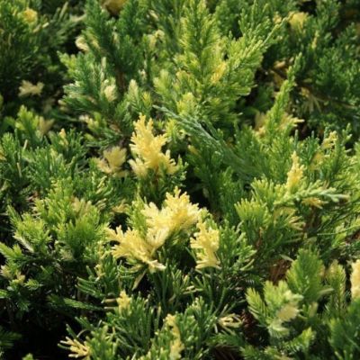 Можжевельник китайский Вариегата Можжевельник китайский Вариегата фото