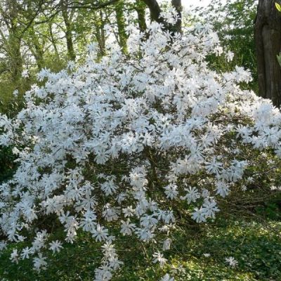 Магнолия звездчатая Ватерлили Магнолия звездчатая Ватерлили - Dolina-Sad.Ru