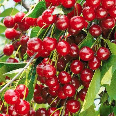 Вишня Гномик Вишня Гномик - Dolina-Sad.Ru