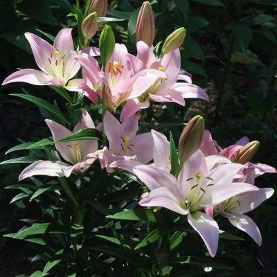 Лилия Пати Даймонд Лилия Пати Даймонд фото