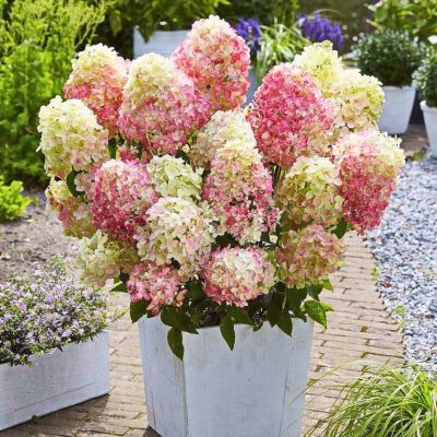 Гортензия метельчатая Литл Блоссом, С2 Гортензия метельчатая Литл Блоссом, С2 - Dolina-Sad.Ru