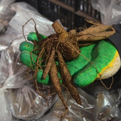 Георгина Онеста Георгина Онеста - Dolina-Sad.Ru