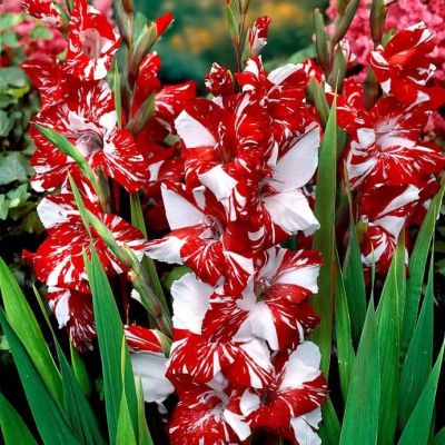 Гладиолус Зизани Гладиолус Зизани фото