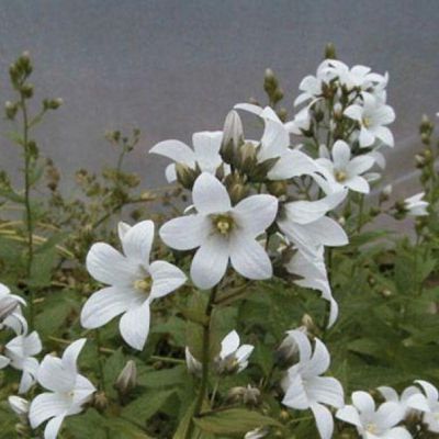 Колокольчик молочноцветковый Аваланш - Dolina-Sad.Ru