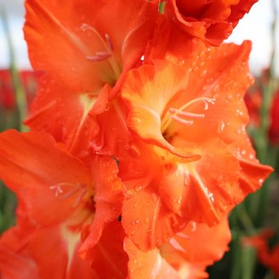 Гладиолус Сторми Гладиолус Сторми - Dolina-Sad.Ru