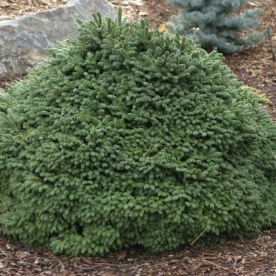 Ель обыкновенная `Максвелли` Ель обыкновенная `Максвелли` фото