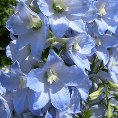 Дельфиниум Пацифик Саммер Скайс , P9 Дельфиниум Пацифик Саммер Скайс , P9 фото