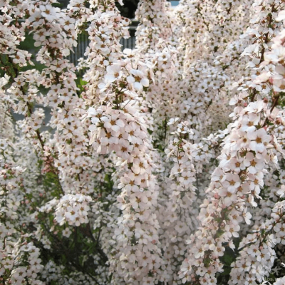 Спирея Тунберга "Фуджино Пинк" Спирея Тунберга "Фуджино Пинк" фото