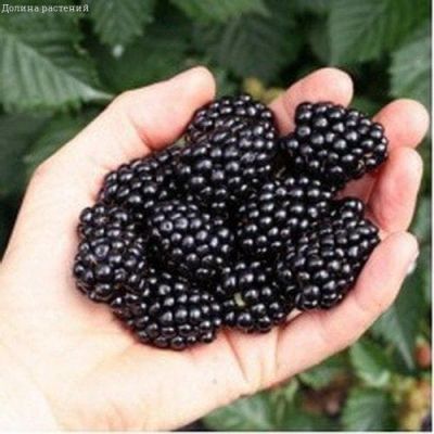 Ежевика Навахо Ежевика Навахо фото