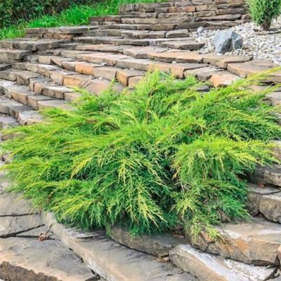 Можжевельник средний Голдкиссен, С3 - Dolina-Sad.Ru