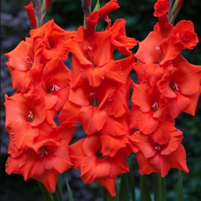 Гладиолус Хантинг Сонг Гладиолус Хантинг Сонг - Dolina-Sad.Ru