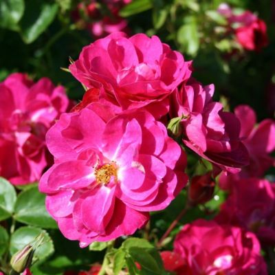 Роза Джон Кэбот Роза Джон Кэбот - Dolina-Sad.Ru