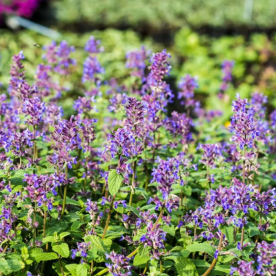 Котовник кистевидный Котовник кистевидный фото