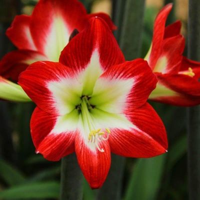 Амариллис Трес Чик фото