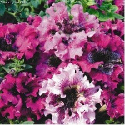 Петуния Триумф Черный Бахромчатый Петуния Триумф Черный Бахромчатый фото