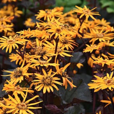 Бузульник Брит Мари Кроуфорд - Dolina-Sad.Ru