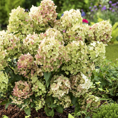 Гортензия метельчатая Петит Стар, С1,5 Гортензия метельчатая Петит Стар, С1,5 - Dolina-Sad.Ru