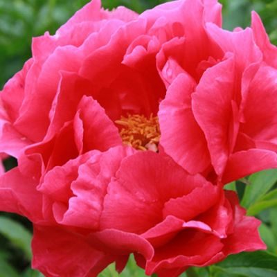 Пион Паула Фей фото