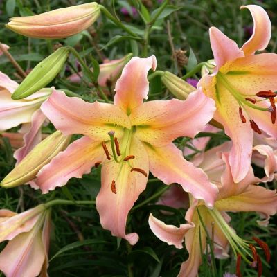 Лилия Элюзив Лилия Элюзив фото