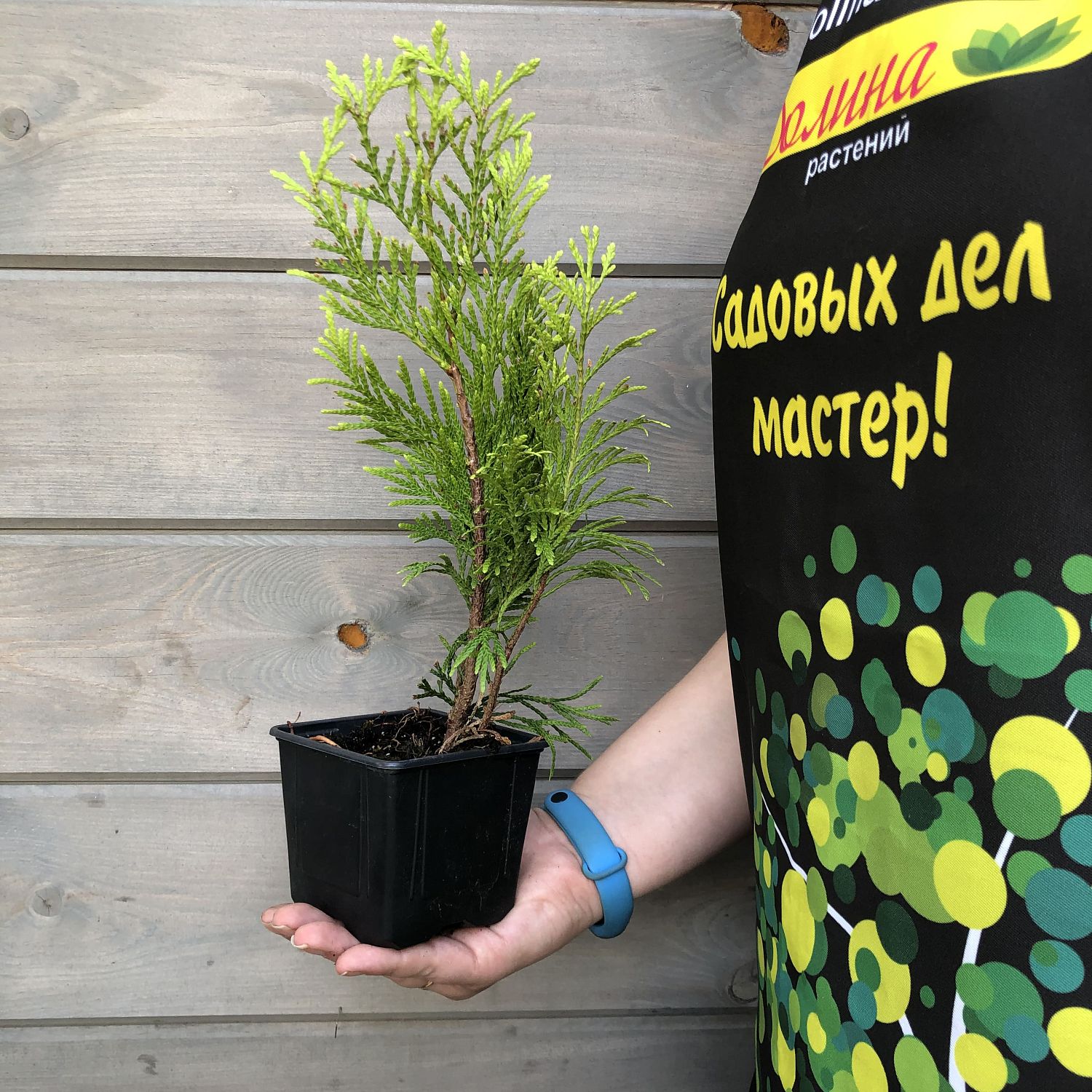 Туя складчатая Голди Туя складчатая Голди фото