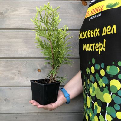 Туя складчатая Голди Туя складчатая Голди фото