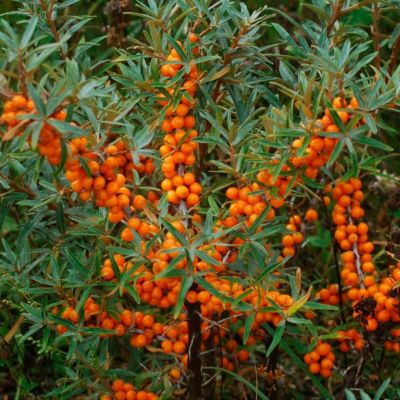 Облепиха крушиновидная Фрисдорфер Оранж Облепиха крушиновидная Фрисдорфер Оранж - Dolina-Sad.Ru