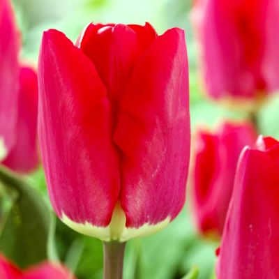 Тюльпан Фостери Кинг Тюльпан Фостери Кинг фото