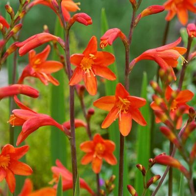 Крокосмия гибридная Файр Кинг Крокосмия гибридная Файр Кинг - Dolina-Sad.Ru