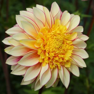 Георгина Полька - Dolina-Sad.Ru