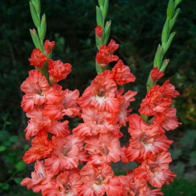 Гладиолус Тедс Фриззл Гладиолус Тедс Фриззл - Dolina-Sad.Ru