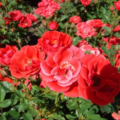 Роза Зэ Меджикал Кавер Роза Зэ Меджикал Кавер - Dolina-Sad.Ru