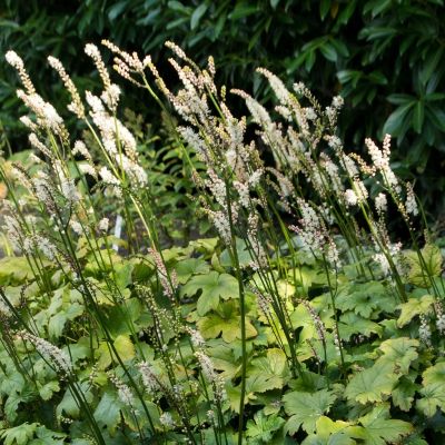 Воронец японский Сильер Денс Воронец японский Сильер Денс - Dolina-Sad.Ru