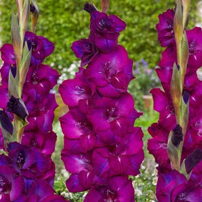 Гладиолус Некст Левел Гладиолус Некст Левел - Dolina-Sad.Ru